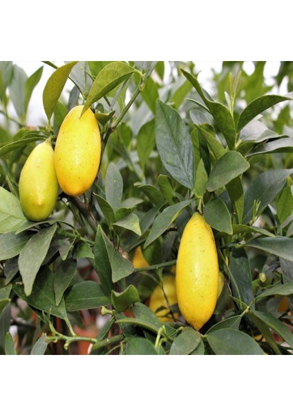Tacirdepoticaret Tüplü Yassı Meyveli Tavares Limequat Fidanı