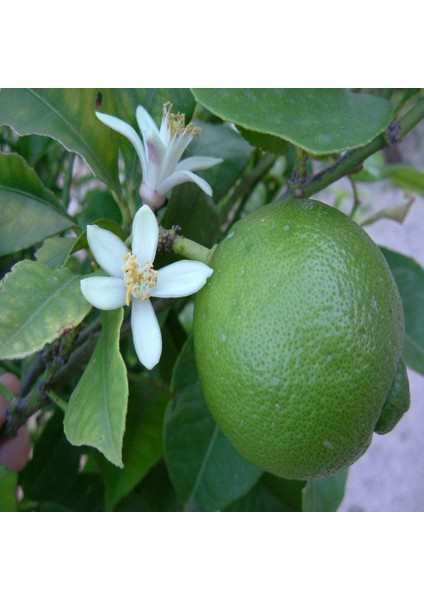Tacirdepoticaret Tüplü Çekirdeksiz Tahiti Lime Limequat Fidanı