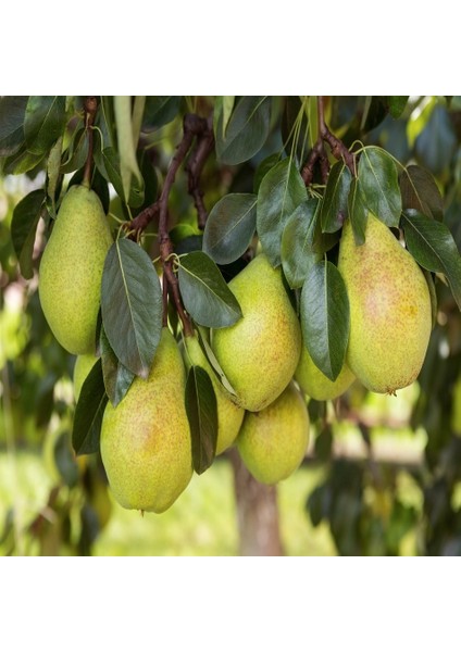 Tacirdepoticaret Tüplü Tam Bodur Erken Verime Yatan Williams Armut Fidanı