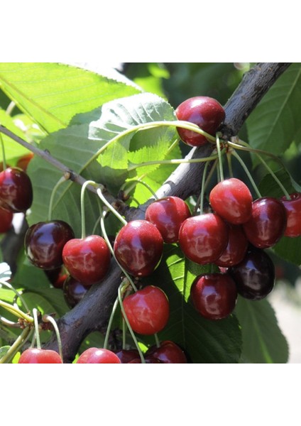 Tacirdepoticaret Tüplü Yarı Bodur Summit Kiraz Fidanı