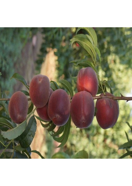 Tacirdepoticaret Tüplü Yarı Bodur Raf Ömrü Uzun Vista Rich Şeftali Fidanı