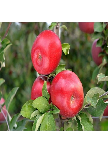 Tacirdepoticaret Tüplü Tam Bodur Çok Tatlı Fuji Zhen Aztec Elma Fidanı