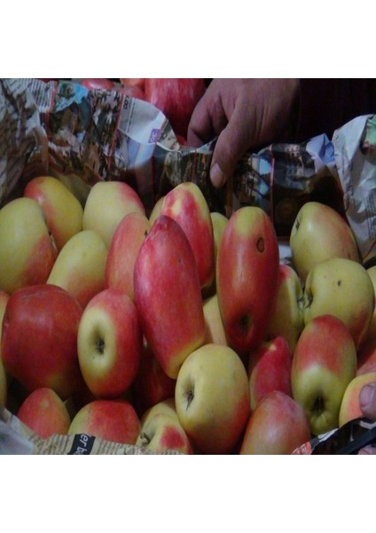 Tacirdepoticaret Tüplü Tam Bodur Yöresel Kağızman Elma Fidanı