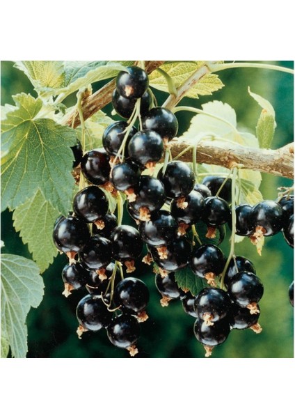 Tacirdepoticaret Tüplü Özel Çeşit Golyat Frenk Üzümü Fidanı