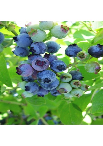 Tacirdepoticaret Tüplü Kısa Zamanda Meyve Veren Jubile Blueberry Yaban Mersini Fidanı