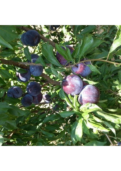 Tacirdepoticaret Tüplü Yarı Bodur Tracy Sun Erik Fidanı