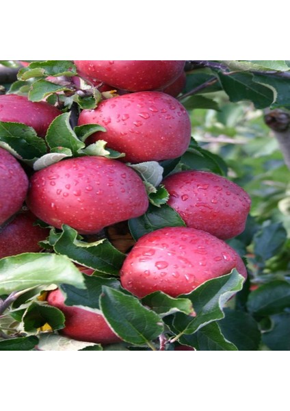 Tacirdepoticaret Tüplü Yarı Bodur Kırmızı Jonaprince Elma Fidanı