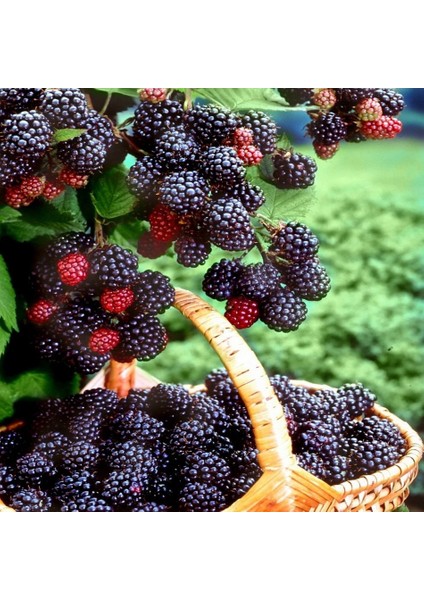 Tacirdepoticaret Tüplü Ahudu Melezi Boysenberry Böğürtlen Fidanı