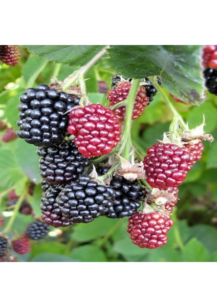 Tüplü Black Aropaho Böğürtlen Fidanı