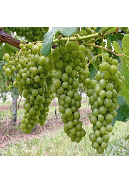 Tacirdepoticaret Tüplü Sauvignon Blanc Üzüm Fidanı