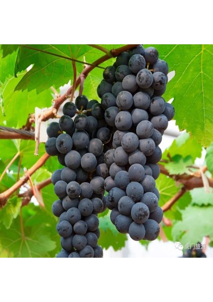 Tacirdepoticaret Tüplü Kırmızı Şaraplık Syrah Üzüm Fidanı