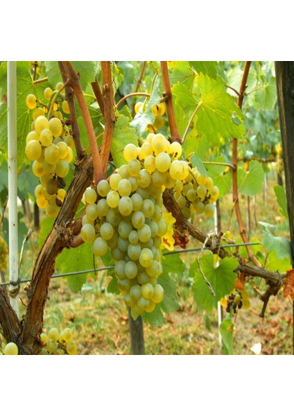 Tacirdepoticaret Tüplü Büyük Meyveli Chardonnay Üzüm Fidanı