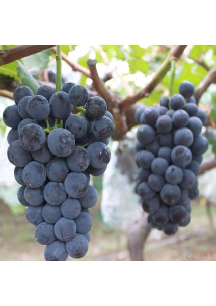 Tacirdepoticaret Tüplü Şaraplık Alicantepe Bousche Üzüm Fidanı