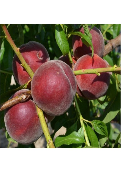 Tacirdepoticaret Tüplü Büyük Meyveli Royal Gem Şeftali Fidanı