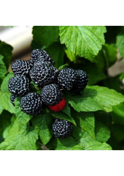 Tacirdepoticaret Tüplü Blackberry Siyah Ahududu Fidanı