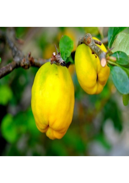 Tüplü Mayhoş Limon Ayva Fidanı