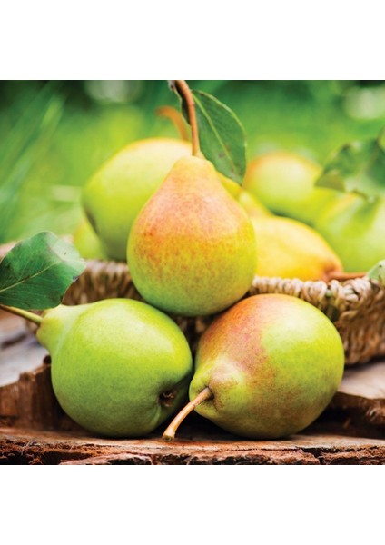 Tacirdepoticaret Tüplü Bol Sulu Kara Hüseyin Armut Fidanı