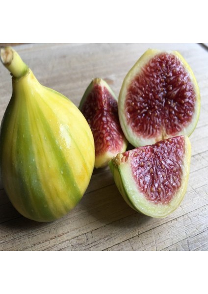 Tacirdepoticaret Tüplü Kurutmalık Sarı Zeybek Incir Fidanı