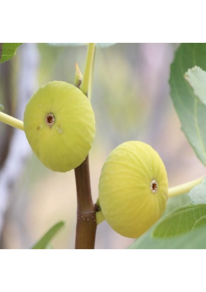 Tacirdepoticaret Tüplü Içi Dolgun Beyaz Orak Incir Fidanı