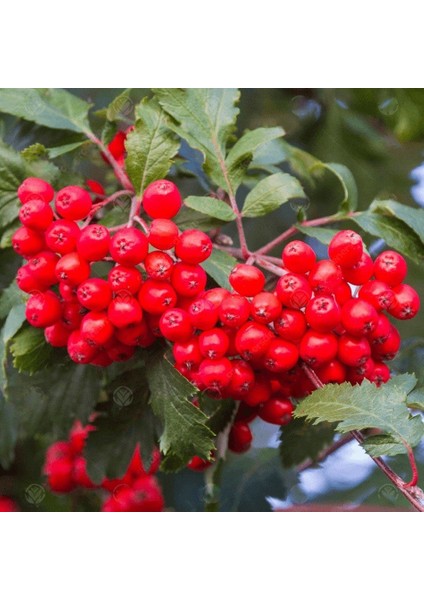 Tacirdepoticaret Tüplü Kuş Üvezi (Sorbus Aucuparia)