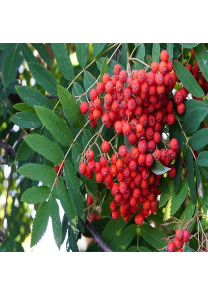 Tacirdepoticaret Tüplü Kuş Üvezi (Sorbus Aucuparia)