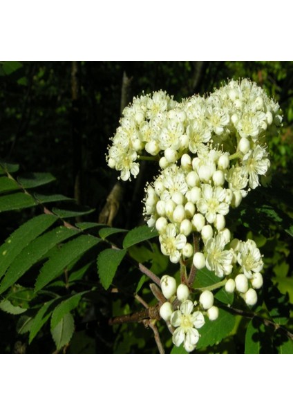 Tacirdepoticaret Tüplü Kuş Üvezi (Sorbus Aucuparia)