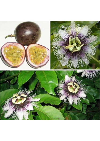 Tacirdepoticaret Tüplü Passiflora Edulis (Passion Fruit) (Aşk Meyvesi)