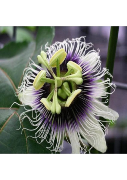 Tacirdepoticaret Tüplü Passiflora Edulis (Passion Fruit) (Aşk Meyvesi)