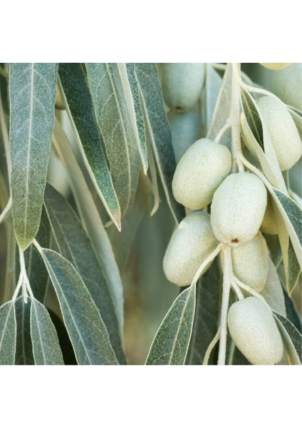 Tacirdepoticaret Tüplü Iğde Fidanı (Eleagnus Angustifolia)