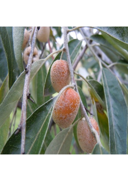 Tacirdepoticaret Tüplü Iğde Fidanı (Eleagnus Angustifolia)