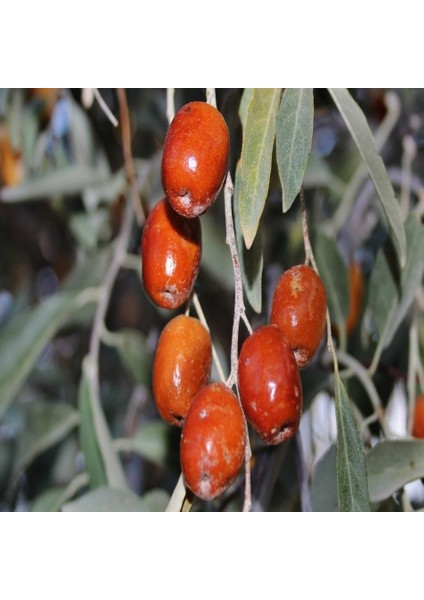 Tacirdepoticaret Tüplü Iğde Fidanı (Eleagnus Angustifolia)