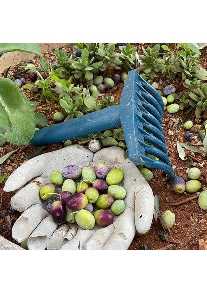 Zeytin Tırmığı + Zeytin Dilme Aparatı + Taşıma Çuvalı + Zeytin Sergeni Zeytin Toplama Tarağı ve Zeytin Çizme Aleti indirimleri