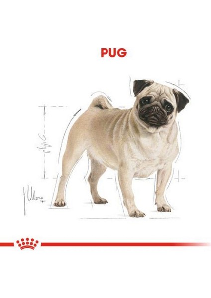 Pug Adult Köpek Maması - 1,5 kg modelleri