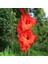 Tacirdepoticaret Red Mascagni Gladiolus Glayör Çiçeği Soğanı (4 Adet) 1