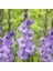 Tacirdepoticaret Blue White Frost Gladiolus Glayör Çiçeği Soğanı (4 Adet) 1