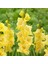Tacirdepoticaret Jacksonvilla Gold Gladiolus Glayör Çiçeği Soğanı (4 Adet) 1