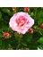 Tacirdepoticaret Tüplü Nostalji Lady Diana Yağruağzı Pembe Gül Fidanı 1