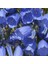 Tacirdepoticaret Isabellina Blue Renklerde Campanula Çan Çiçeği Tohumu -100 Adet 1