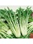 Tacirdepoticaret Catalogna Emerald Endive Tohumu - 100 Tohum 1