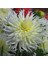 Tacirdepoticaret Hoş Kokulu Dahlia My Love Yıldız Çiçeği Yumrusu (1 Adet) 1