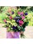 Tacirdepoticaret Kokulu Karışık Renkli Lisianthus Çiçeği Çiçeği Fidesi (5 Adet) 1