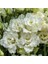 Tacirdepoticaret Kokulu Katmerli F1 White Lisianthus Çiçeği Tohumu(5 Tohum) 1