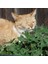 Tacirdepoticaret Doğal Catnip Kedi Nanesi Tohumu ( 100 Tohum ) 1