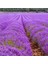 Tacirdepoticaret Lavandula Angustifolia Lavanta Çiçeği TOHUMU(25000 Tohum) 1