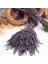 Tacirdepoticaret Lavandula Angustifolia Lavanta Çiçeği TOHUMU(100 Adet) 1