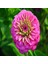 Tacirdepoticaret Pink Zinnia Kirli Hanım Çiçeği Tohumu -40 Adet 1