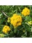 Tacirdepoticaret Sarı Çiçekli Vapur Dumanı Çiçeği Tohumu -50 Tohum 1