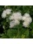 Tacirdepoticaret Beyaz Çiçekli Vapur Dumanı Çiçeği Tohumu -50 Tohum 1