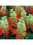 Tacirdepoticaret Salvia Splendensı Ateş Çiçeği Tohumu -25 Tohum 1