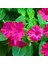 Tacirdepoticaret Pembe Akşam Sefası Çiçeği Tohumu -20 Adet 1